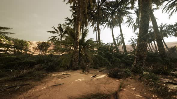 The Palms Oasis Trail is One of Many Popular Hikes in National Park