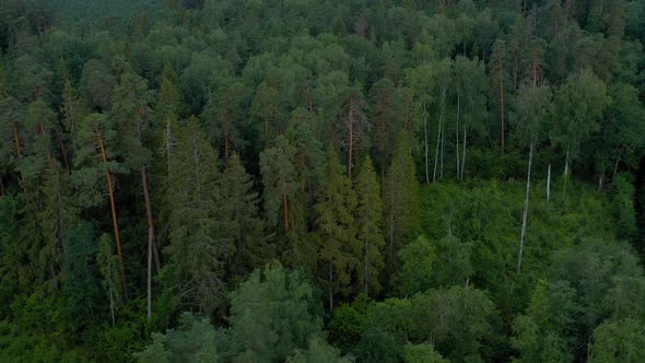 Aerial View of Forest