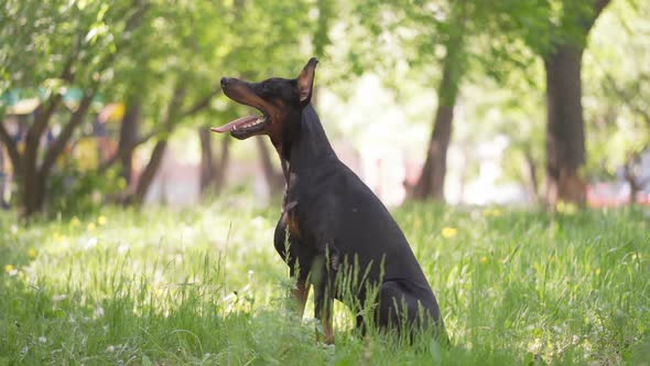 Doberman Sits on the Grass in the Park on a Summer Sunny Day.