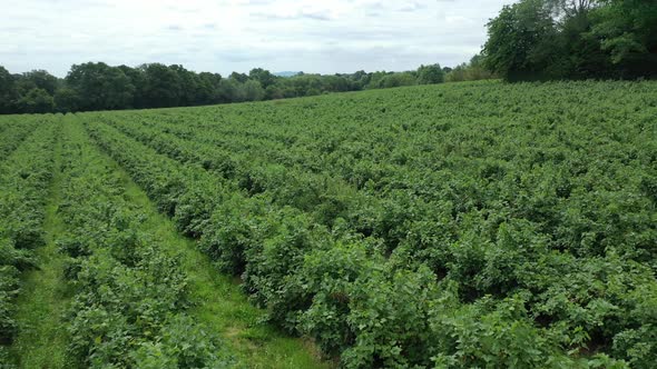 Aerial view of a blueberry fruit plantation farm.