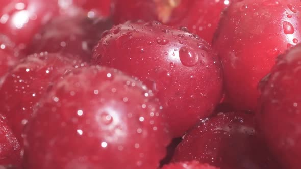 Macro Video of Ripe Cherries with Water Drops Falling on Them