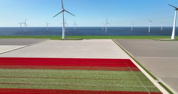 Aerial view of tulip field and wind farm, Flevoland, Netherlands