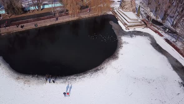 A Flock of Ducks Rests on a Freezing Pond in Park