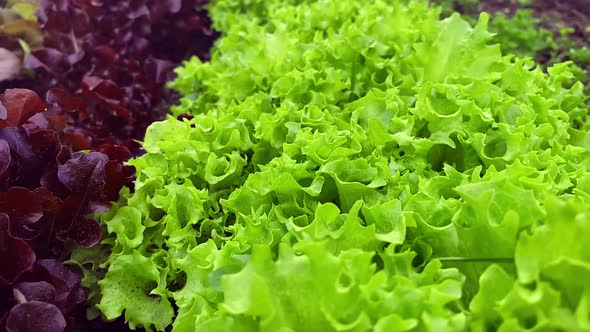 Green Lettuce Leaves and Red Lollo Rosso Salad Top View Slow Motion Camera Dolly Wiring