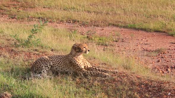 Cheetah with dirty face looks over short grass to Masai Mara savanna