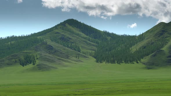 Majestic Sparsely Wooded Forest and Beauty Green Meadow in Unmanned Mountain