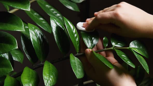 A woman's hand treats the leaves of an indoor plant with a special solution that protects against