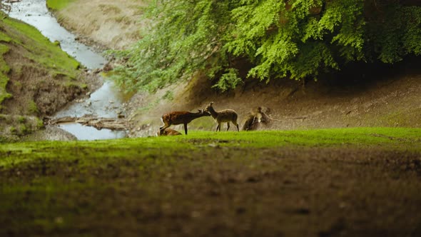 Deer Grazing On Grassy Hillside In Forest
