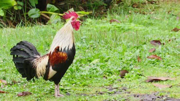 Footage RED Camera Shot Poultry Business Wild Rooster with Red Comb Crows