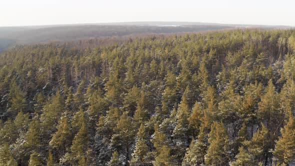 Return Drone Flying Over Forest with Pine Trees on Winter Day in Clear Frosty Weather