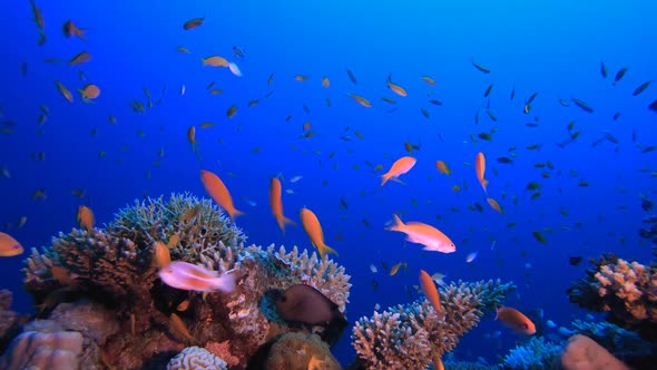 Tropical Colourful Fish and Corals