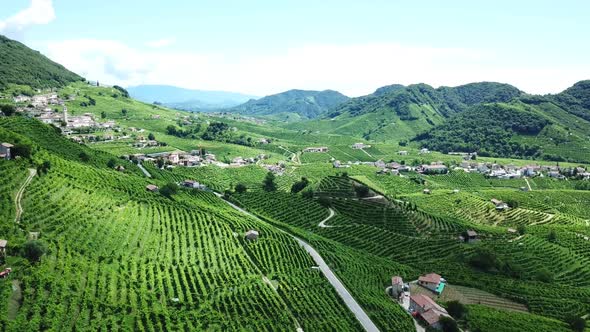 Vineyards steep slopes with rural houses in Italy during a sunny summer morning. Aerial drone shot o