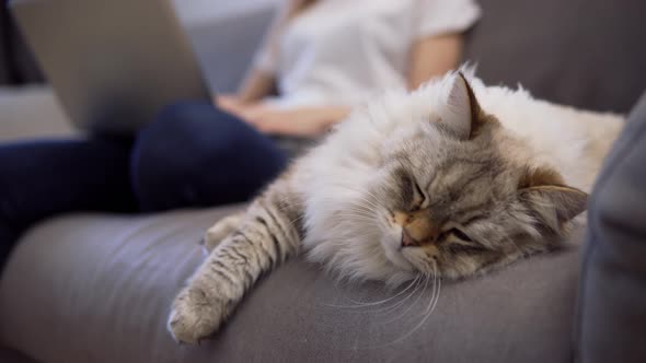 Fluffy Cat Sleeping on a Couch While Its Owner Working on Laptop on Background