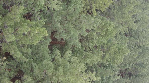 Vertical Video of Trees in a Pine Forest Slow Motion