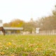 A Horse in the Distance is Stored on the Farm - VideoHive Item for Sale