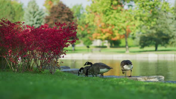 Ducks next to a pond