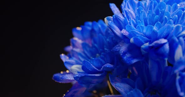 Water Drops Are Falling on a Blue Flower on Black Background 