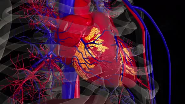 Human Circulatory System Heart Beat Anatomy Animation Concept.