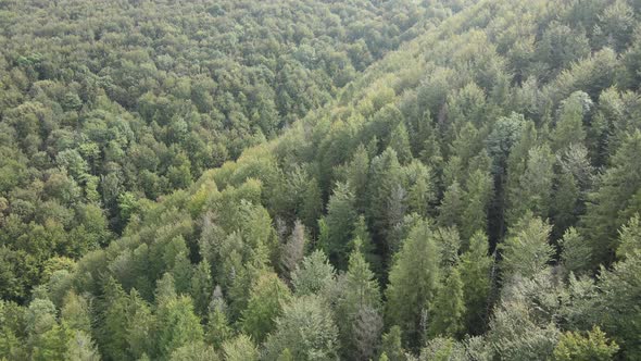 Trees in the Mountains Slow Motion. Aerial View of the Carpathian Mountains in Autumn. Ukraine