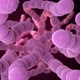 Streptococcus Pneumoniae Bacteria - VideoHive Item for Sale