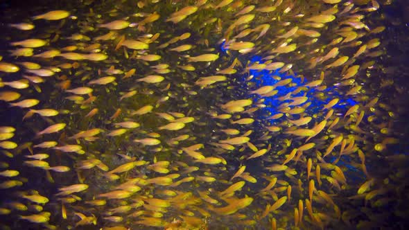 Tropical Fish on Vibrant Coral Reef