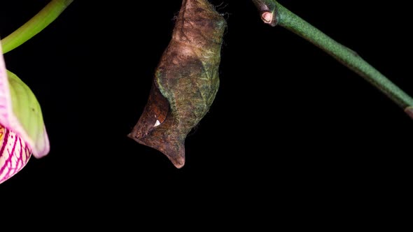 The Process of Emergence of Owl Butterfly From the Pupa Time Lapse the Butterfly is Born From