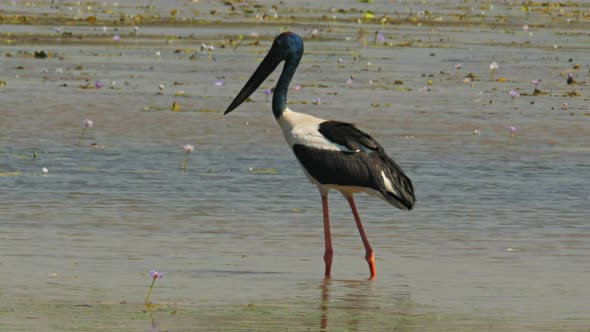 black-necked stork hunts for food at bird billabong