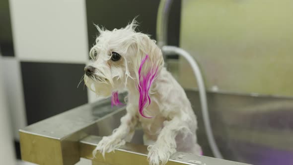 Bolonka Maltese shivering from cold after washing and painting ears pink