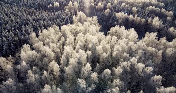 Drone Flying Over Frozen Forest