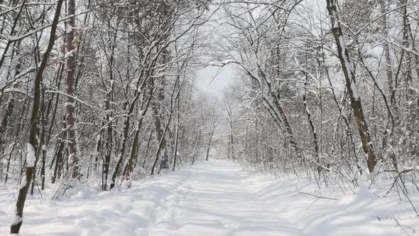 White color of frozen nature and forest by winter slow-mo 1920X1080 FullHD video - Beautiful snow ov