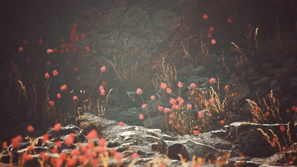 Gravel Path with Rocks in Mountains alt