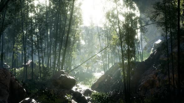 Lush Green Leaves of Bamboo Near the Shore of a Pond with Stones