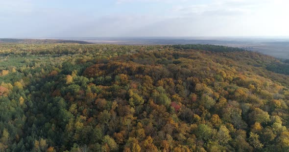Aerial Autumn Forest