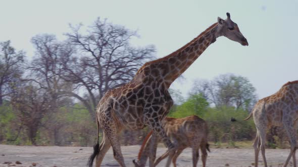 Giraffes Roaming At Nxai Pan In Botswana On A Sunny Weather With Green Trees In The Background - Clo