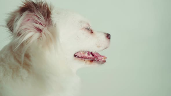 Funny White Dog with Blue Eyes on White Background