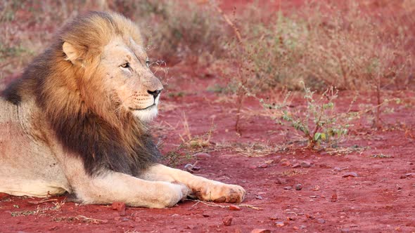 Adult male lion with black mane sits contented on left side of frame