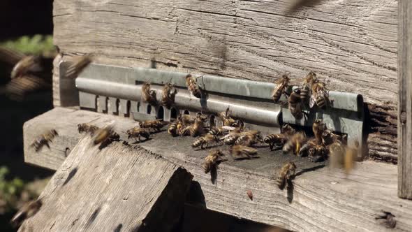 A close-up view of the working bees bringing flower pollen to the hive on its paws.