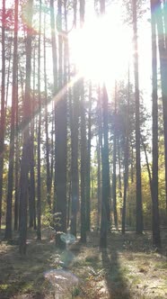 Vertical Video of a Forest in an Autumn Day