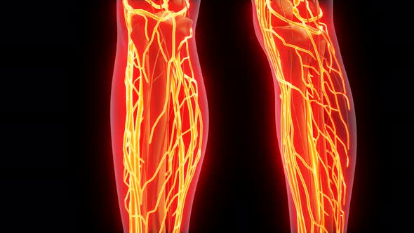 Science Anatomy of Human Blood Vessels