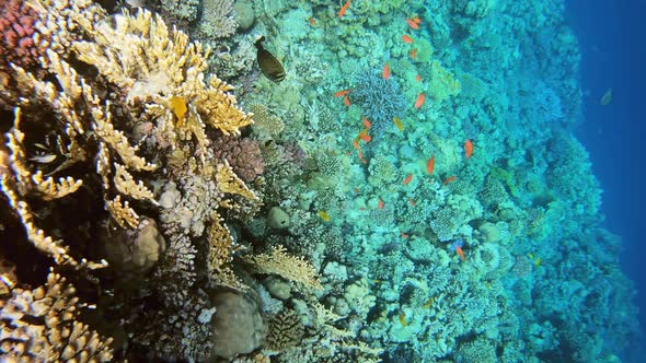 Many Fish Swim Among Corals in the Red Sea Egypt