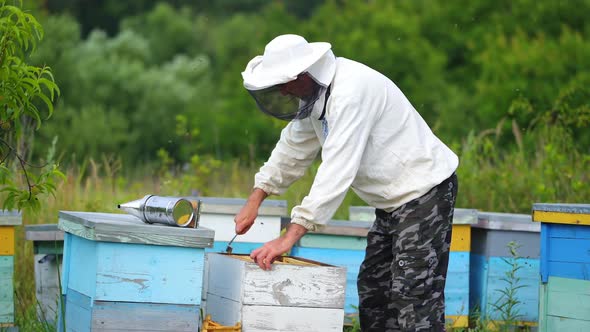 Hardworking beekeeper checks beehives in an apiary.