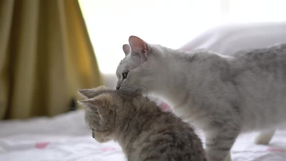 Two Cats Sitting On Bed At Home