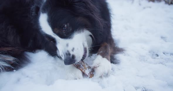 Medium close up shot of a cute dog chewing on of his chewing bone. Dog laying on snow on a winter da