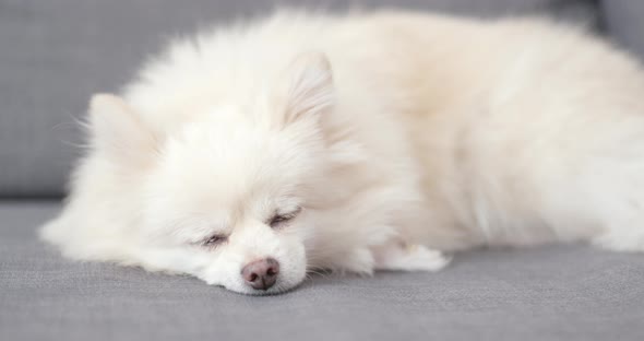 White Pomeranian Dog Sleep on Sofa