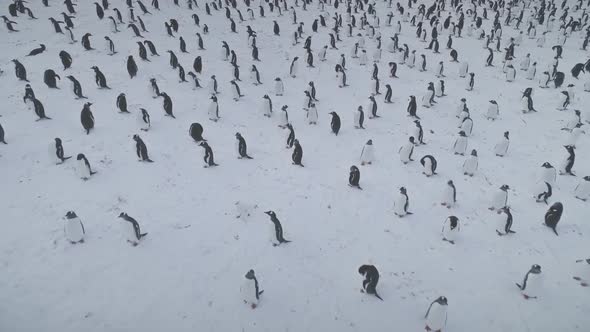 Arctic Gentoo Penguin Colony Snow Covered Surface