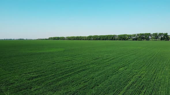 Green Field View From The Drone