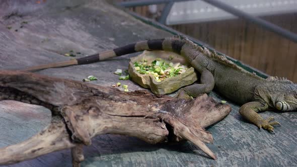 Iguana Animal in the Zoo