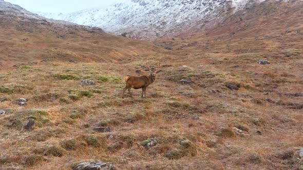 Majestic Red Deer Stag in Scotland Slow Motion