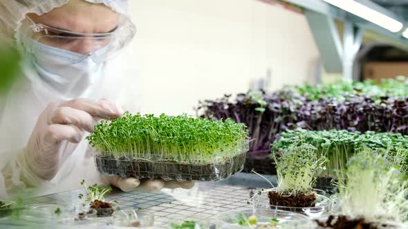 A Scientist in Gloves Examines Fresh Microgreens on a Farm