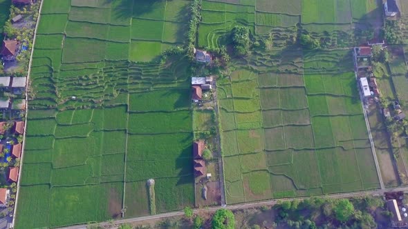 Aerial drone view of the green farming fields in Indonesia.